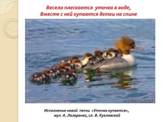 Весело плескается уточка в воде,
Вместе с ней купаются детки на спине

Исполнение новой песни «Уточка купается»,
муз. А. Лазаренко, сл. В. Кукловской

 