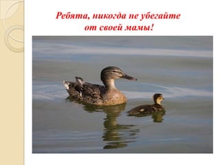 Ребята, никогда не убегайте
от своей мамы!

 