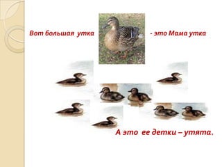 Вот большая утка

- это Мама утка

А это ее детки – утята.

 