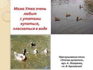 Мама Утка очень
любит
с утятами
купаться,
плескаться в воде

Прослушивание песни
«Уточка купается»,
муз. А. Лазаренко,
сл. В. Кукловской

 