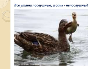 Все утята послушные, а один - непослушный

 