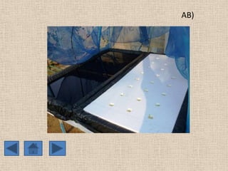 AB)

 