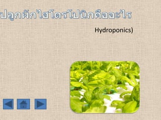 Hydroponics)

 