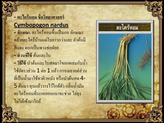- ตะไคร้ หอม ชื่อวิทยาศาสตร์
Cymbopogon nardus
- ลักษณะ ตะไคร้หอมขึ้นเป็ นกอ ลักษณะ
คล้ายตะไคร้บานแต่ใบยาวกว่าและ ลาต้นมี
้
สี แดง ดอกเป็ นพวงช่อฝอย
- ส่ วนทีใช้ ต้นและใบ
่
- วิธีใช้ นาต้นและใบสดมาโขลกผสมกับน้ า
ใช้อตราส่ วน 1 ต่อ 1 แล้ว กรองเอาแต่ส่วน
ั
ที่เป็ นน้ ามาใช้ทาผิวหนัง หรื อนาต้นสด 45 ต้นมา ทุบแล้ววางไว้ใกล้ตว กลิ่นน้ ามัน
ั
ตะไคร้หอมที่ระเหยออกมาจะช่วย ไล่ยง
ุ
ไม่ให้เข้ามาใกล้

 