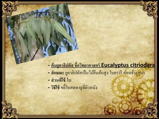 - ต้ นยูคาลิปตัส ชื่อวิทยาศาสตร์ Eucalyptus citriodara
- ลักษณะ ยูคาลิปตัสเป็ นไม้ยนต้นสู ง ใบยาวรี ค่อนข้างหนา
ื
- ส่ วนที่ใช้ ใบ
- วิธีใช้ ขยี้ใบสดทาถูที่ผวหนัง
ิ

 
