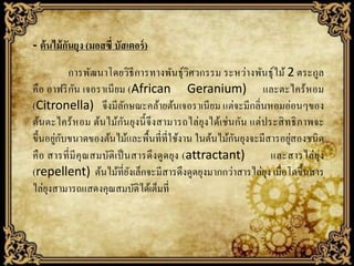 - ต้ นไม้ กนยุง (มอสซี่ บัสเตอร์ )
ั
การพัฒนาโดยวิธีการทางพันธุ์วิศวกรรม ระหว่างพันธุ์ไม้ 2 ตระกูล
ั
คือ อาฟริ กน เจอราเนี ยม (African Geranium) และตะไคร้หอม
(Citronella) จึงมีลกษณะคล้ายต้นเจอราเนี ยม แต่จะมีกลิ่นหอมอ่อนๆของ
ั
ั
ต้นตะไคร้ หอม ต้นไม้กนยุงนี้ จึงสามารถไล่ยุงได้เช่ นกัน แต่ประสิ ทธิ ภาพจะ
่ ั
ั
่
ขึ้นอยูกบขนาดของต้นไม้และพื้นที่ที่ใช้งาน ในต้นไม้กนยุงจะมีสารอยูสองชนิ ด
คื อ สารที่ มี คุ ณสมบัติเ ป็ นสารดึ งดู ดยุง (attractant)
และสารไล่ ยุง
(repellent) ต้นไม้ที่ยงเล็กจะมีสารดึงดูดยุงมากกว่าสารไล่ยง เมื่อโตขึ้นสาร
ั
ุ
ไล่ยงสามารถแสดงคุณสมบัติได้เต็มที่
ุ

 