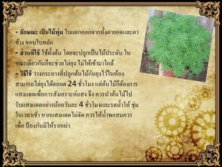 - ลักษณะ เป็ นไม้ พ่ ม ใบแตกออกจากทั้งตายอดและตา
ุ
ข้าง ขอบใบหยัก
- ส่ วนที่ใช้ ใช้ท้ งต้น โดยจะปลูกเป็ นไม้ประดับ ใน
ั
ขณะเดียวกันก็จะช่วยไล่ยง ไม่ให้เข้ามาใกล้
ุ
ั
- วิธีใช้ วางกระถางที่ปลูกต้นไม้กนยุงไว้ในห้อง
็ ้
สามารถไล่ยงได้ตลอด 24 ชัวโมง แต่ตนไม้กตองการ
ุ
้
่
แสงแดดเพื่อการสังเคราะห์แสง จึง ควรนาต้นไม้ไป
รับแสงแดดอย่างน้อยวันละ 4 ชัวโมงและรดน้ าให้ ชุ่ม
่
ในเวลาเช้า หากแสงแดดไม่จด ควรให้น้ าพอสมควร
ั
เพื่อ ป้ องกันมิให้รากเน่า

 