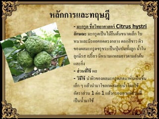 หลักการและทฤษฎี
- มะกรู ด ชื่อวิทยาศาสตร์ Citrus hystri
ลักษณะ มะกรู ดเป็ นไม้ยนต้นขนาดเล็ก ใบ
ื
หนาและมีรอยคอดตรงกลาง ดอกสี ขาว ผิว
ของผลมะกรู ดขรุ ขระเป็ นปุ่ มปมทั้งลูก น้ าใน
ลูกมีรส เปรี้ ยว มีหนามแหลมยาวตามลาต้น
และกิ่ง
- ส่ วนที่ใช้ ผล
- วิธีใช้ นาผิวของผลมะกรู ดสดมาหันเป็ นชิ้น
่
เล็ก ๆ แล้วนามาโขลกผสมกับน้ าโดยใช้
อัตราส่ วน 1 ต่อ 1 แล้วกรองเอาแต่ส่วนที่
เป็ นน้ ามาใช้

 