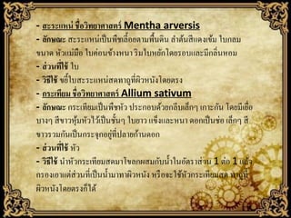 - สะระแหน่ ชื่อวิทยาศาสตร์ Mentha arversis
- ลักษณะ สะระแหน่เป็ นพืชเลี้อยตามพื้นดิน ลาต้นสี แดงเข้ม ใบกลม
ขนาด หัวแม่มือ ใบค่อนข้างหนา ริ มใบหยักโดยรอบและมีกลิ่นหอม
- ส่ วนทีใช้ ใบ
่
- วิธีใช้ ขยี้ใบสะระแหน่สดทาถูที่ผวหนังโดยตรง
ิ
- กระเทียม ชื่อวิทยาศาสตร์ Allium sativum
- ลักษณะ กระเทียมเป็ นพืชหัว ประกอบด้วยกลีบเล็กๆ เกาะกัน โดยมีเยือ
่
บางๆ สี ขาวหุมหัวไว้เป็ นชั้นๆ ใบยาว แข็งและหนา ดอกเป็ นช่อ เล็กๆ สี
้
่
ขาวรวมกันเป็ นกระจุกอยูที่ปลายก้านดอก
- ส่ วนที่ใช้ หัว
- วิธีใช้ นาหัวกระเทียมสดมาโขลกผสมกับน้ าในอัตราส่ วน 1 ต่อ 1 แล้ว
กรองเอาแต่ส่วนที่เป็ นน้ ามาทาผิวหนัง หรื อจะใช้หวกระเทียมสด ทาถูที่
ั
ผิวหนังโดยตรงก็ได้

 