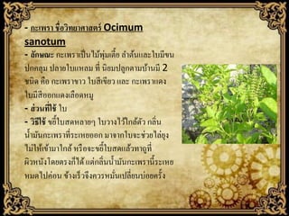 - กะเพรา ชื่อวิทยาศาสตร์ Ocimum
sanotum
- ลักษณะ กะเพราเป็ นไม้พมเตี้ย ลาต้นและใบมีขน
ุ่
ปกคลุม ปลายใบแหลม ที่ นิยมปลูกตามบ้านมี 2
ชนิด คือ กะเพราขาว ใบสี เขียว และ กะเพราแดง
ใบมีสีออกแดงเลือดหมู
- ส่ วนทีใช้ ใบ
่
- วิธีใช้ ขยี้ใบสดหลายๆ ใบวางไว้ใกล้ตว กลิ่น
ั
น้ ามันกะเพราที่ระเหยออก มาจากใบจะช่วยไล่ยง
ุ
ไม่ให้เข้ามาใกล้ หรื อจะขยี้ใบสดแล้วทาถูที่
ผิวหนังโดยตรงก็ได้ แต่กลิ่นน้ ามันกะเพรานี้ ระเหย
หมดไปค่อน ข้างเร็ วจึงควรหมันเปลี่ยนบ่อยครั้ง
่

 