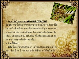 - ว่ านนา ชื่อวิทยาศาสตร์ Acorus calamus
้
่
ลักษณะ ว่านน้ าเป็ นพืชที่ข้ ึนอยูตามริ มหนองน้ าหรื อบริ เวณที่ช้ืน
แฉะ เหง้า เป็ นเส้นกลมหนา สี ขาวออกม่วง เจริ ญงอกงามตามยาว
ขนานกับ ผิวดิน รากเล็กเป็ นฝอย ใบแตกจากเหง้า ลักษณะเป็ น
เส้นตรง ปลายใบแหลม ผิวใบเรี ยบ เห็นเส้นกลางใบชัดเจน ช่อ
ดอกทรง กระบอกสี เหลืองออกเขียว
- ส่ วนที่ใช้ เหง้า
- วิธีใช้ หันเหง้าสดเป็ นชิ้นเล็ก ๆ แล้วนามาโขลกผสมกับน้ าใน
่
อัตราส่ วน 1 ต่อ 1 กรองเอาแต่ส่วนที่เป็ นน้ ามาใช้ทาผิวหนัง

 