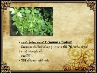 - แมงลัก ชื่อวิทยาศาสตร์ Ocimum citratum
- ลักษณะ แมงลักเป็ นพืชล้มลุก สูงประมาณ 60-70 เซนติเมตร ดอก
่
สี ขาว เป็ นช่ออยูปลายกิ่ง
- ส่ วนทีใช้ ใบ
่
- วิธีใช้ ขยี้ใบสดทาถูที่ผวหนัง
ิ

 