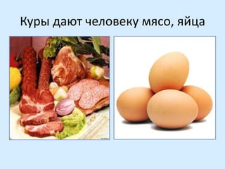 Куры дают человеку мясо, яйца

 