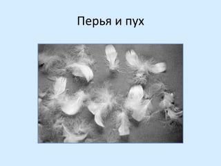 Перья и пух

 