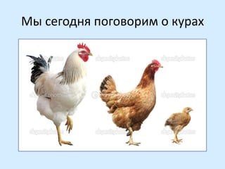 Мы сегодня поговорим о курах

 