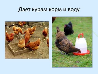 Дает курам корм и воду

 