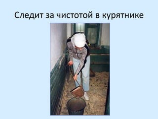 Следит за чистотой в курятнике

 