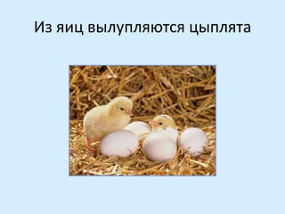 Из яиц вылупляются цыплята

 