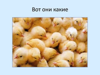 Вот они какие

 