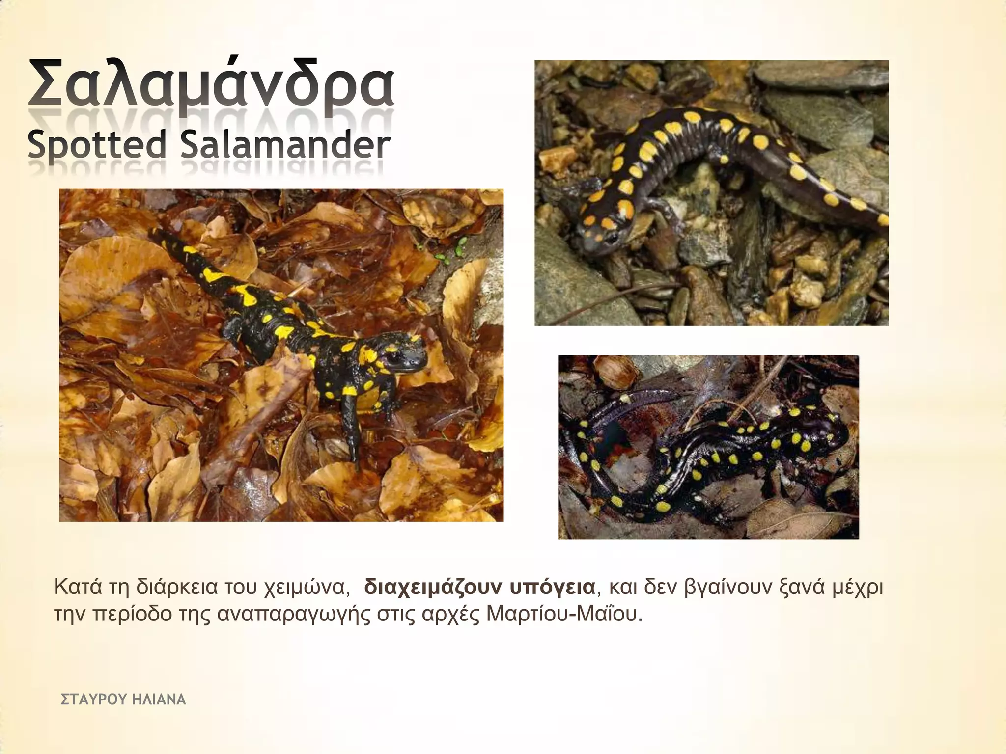 Καηά ηε δηάξθεηα ηνπ ρεηκώλα, δηαρεηκάδνπλ ππόγεηα, θαη δελ βγαίλνπλ μαλά κέρξη
ηελ πεξίνδν ηεο αλαπαξαγσγήο ζηηο αξρέο Μαξηίνπ-Μαΐνπ.

ΣΤΑΥΡΟΥ ΗΛΙΑΝΑ

 