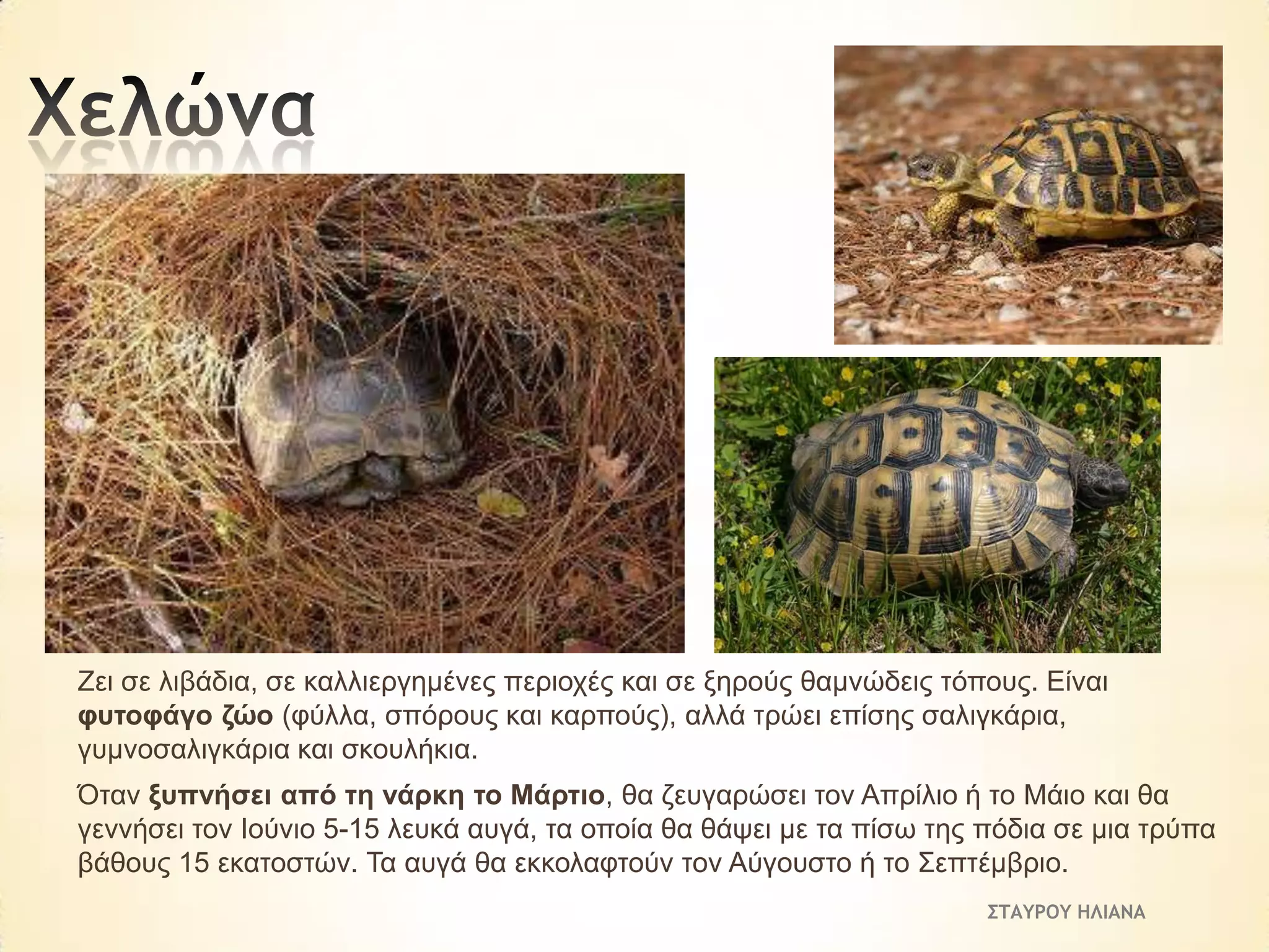 Ζεη ζε ιηβάδηα, ζε θαιιηεξγεκέλεο πεξηνρέο θαη ζε μεξνύο ζακλώδεηο ηόπνπο. Είλαη
θπηνθάγν δών (θύιια, ζπόξνπο θαη θαξπνύο), αιιά ηξώεη επίζεο ζαιηγθάξηα,
γπκλνζαιηγθάξηα θαη ζθνπιήθηα.
Όηαλ μππλήζεη από ηε λάξθε ην Μάξηην, ζα δεπγαξώζεη ηνλ Απξίιην ή ην Μάην θαη ζα
γελλήζεη ηνλ Θνύλην 5-15 ιεπθά απγά, ηα νπνία ζα ζάςεη κε ηα πίζσ ηεο πόδηα ζε κηα ηξύπα
βάζνπο 15 εθαηνζηώλ. Τα απγά ζα εθθνιαθηνύλ ηνλ Αύγνπζην ή ην Σεπηέκβξην.
ΣΤΑΥΡΟΥ ΗΛΙΑΝΑ

 