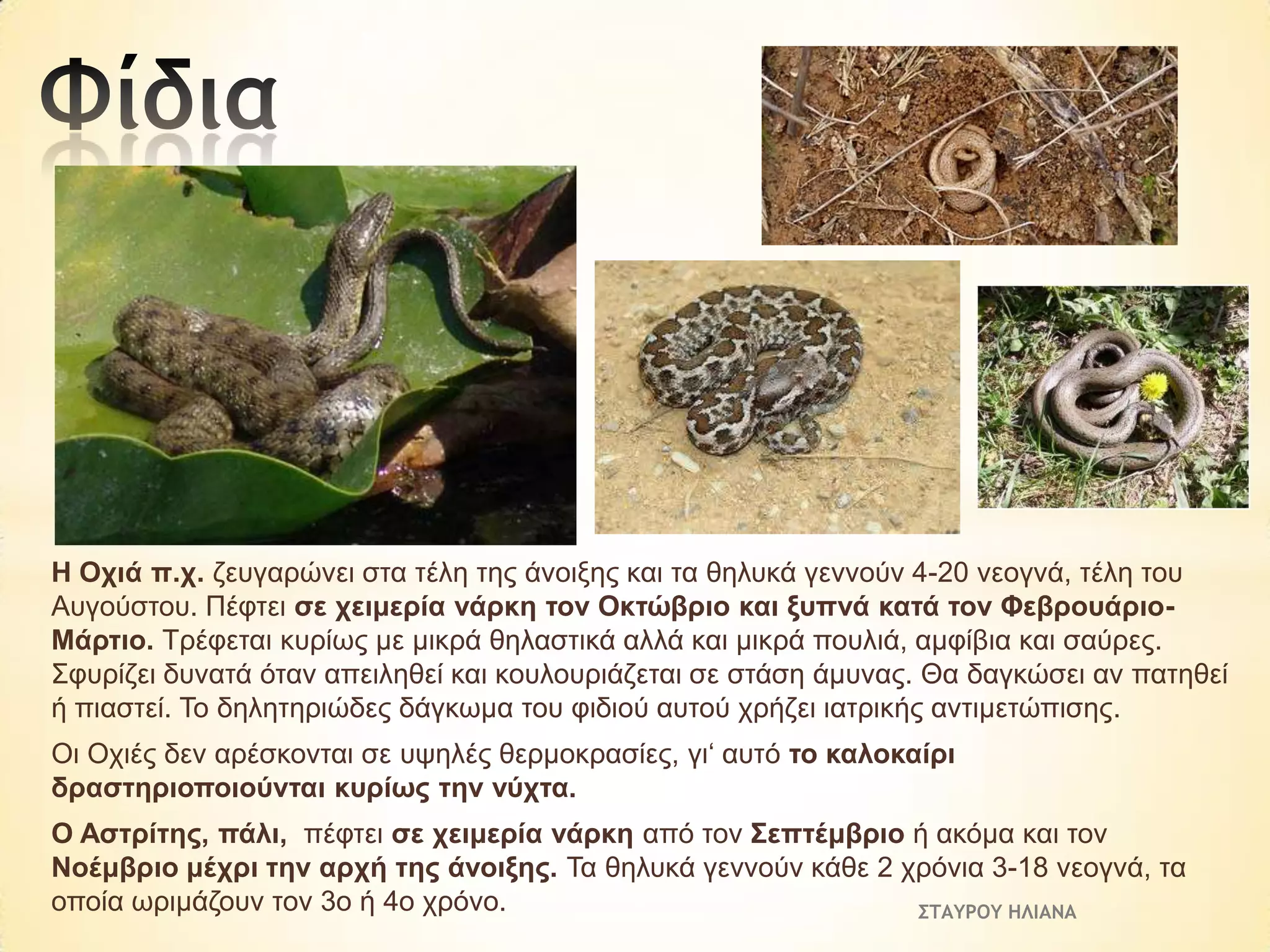 Η Ορηά π.ρ. δεπγαξώλεη ζηα ηέιε ηεο άλνημεο θαη ηα ζειπθά γελλνύλ 4-20 λενγλά, ηέιε ηνπ
Απγνύζηνπ. Πέθηεη ζε ρεηκεξία λάξθε ηνλ Οθηώβξην θαη μππλά θαηά ηνλ ΦεβξνπάξηνΜάξηην. Τξέθεηαη θπξίσο κε κηθξά ζειαζηηθά αιιά θαη κηθξά πνπιηά, ακθίβηα θαη ζαύξεο.
Σθπξίδεη δπλαηά όηαλ απεηιεζεί θαη θνπινπξηάδεηαη ζε ζηάζε άκπλαο. Θα δαγθώζεη αλ παηεζεί
ή πηαζηεί. Τν δειεηεξηώδεο δάγθσκα ηνπ θηδηνύ απηνύ ρξήδεη ηαηξηθήο αληηκεηώπηζεο.
Οη Ορηέο δελ αξέζθνληαη ζε πςειέο ζεξκνθξαζίεο, γη‘ απηό ην θαινθαίξη
δξαζηεξηνπνηνύληαη θπξίσο ηελ λύρηα.

Ο Αζηξίηεο, πάιη, πέθηεη ζε ρεηκεξία λάξθε από ηνλ Σεπηέκβξην ή αθόκα θαη ηνλ
Ννέκβξην κέρξη ηελ αξρή ηεο άλνημεο. Τα ζειπθά γελλνύλ θάζε 2 ρξόληα 3-18 λενγλά, ηα
νπνία σξηκάδνπλ ηνλ 3ν ή 4ν ρξόλν.
ΣΤΑΥΡΟΥ ΗΛΙΑΝΑ

 