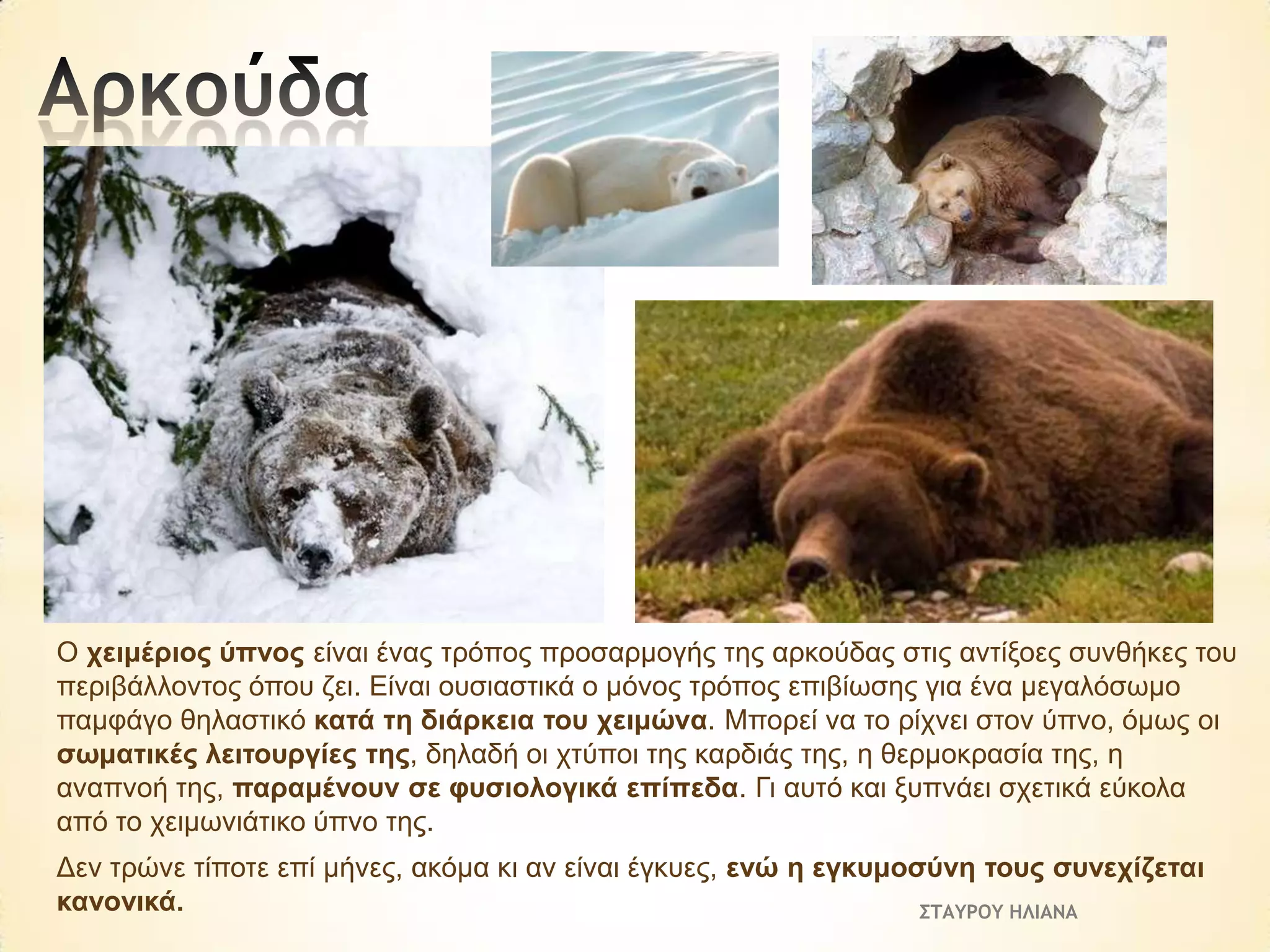 Ο ρεηκέξηνο ύπλνο είλαη έλαο ηξόπνο πξνζαξκνγήο ηεο αξθνύδαο ζηηο αληίμνεο ζπλζήθεο ηνπ
πεξηβάιινληνο όπνπ δεη. Είλαη νπζηαζηηθά ν κόλνο ηξόπνο επηβίσζεο γηα έλα κεγαιόζσκν
πακθάγν ζειαζηηθό θαηά ηε δηάξθεηα ηνπ ρεηκώλα. Μπνξεί λα ην ξίρλεη ζηνλ ύπλν, όκσο νη
ζσκαηηθέο ιεηηνπξγίεο ηεο, δειαδή νη ρηύπνη ηεο θαξδηάο ηεο, ε ζεξκνθξαζία ηεο, ε
αλαπλνή ηεο, παξακέλνπλ ζε θπζηνινγηθά επίπεδα. Γη απηό θαη μππλάεη ζρεηηθά εύθνια
από ην ρεηκσληάηηθν ύπλν ηεο.
Δελ ηξώλε ηίπνηε επί κήλεο, αθόκα θη αλ είλαη έγθπεο, ελώ ε εγθπκνζύλε ηνπο ζπλερίδεηαη
θαλνληθά.
ΣΤΑΥΡΟΥ ΗΛΙΑΝΑ

 