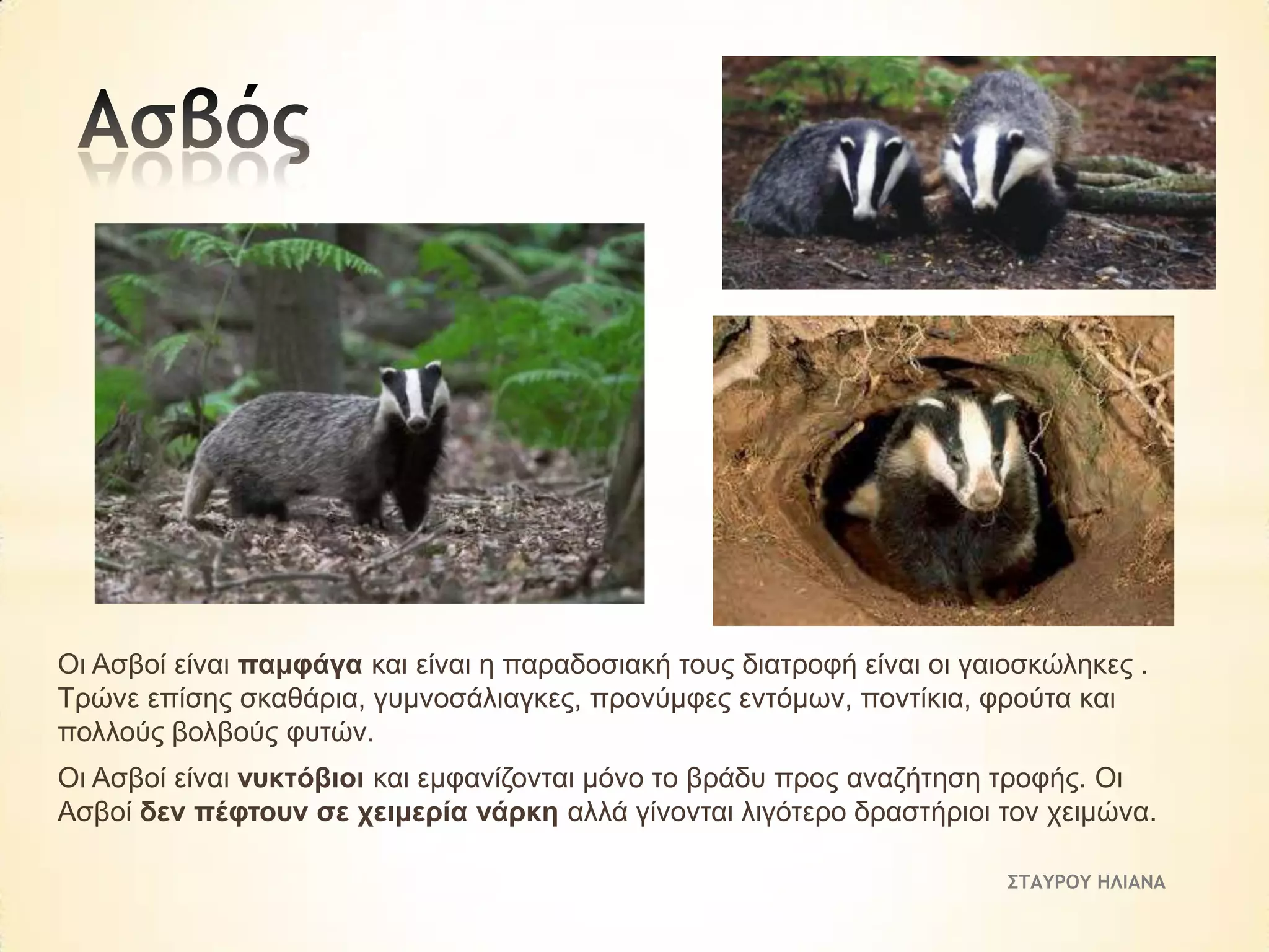 Οη Αζβνί είλαη πακθάγα θαη είλαη ε παξαδνζηαθή ηνπο δηαηξνθή είλαη νη γαηνζθώιεθεο .
Τξώλε επίζεο ζθαζάξηα, γπκλνζάιηαγθεο, πξνλύκθεο εληόκσλ, πνληίθηα, θξνύηα θαη
πνιινύο βνιβνύο θπηώλ.
Οη Αζβνί είλαη λπθηόβηνη θαη εκθαλίδνληαη κόλν ην βξάδπ πξνο αλαδήηεζε ηξνθήο. Οη
Αζβνί δελ πέθηνπλ ζε ρεηκεξία λάξθε αιιά γίλνληαη ιηγόηεξν δξαζηήξηνη ηνλ ρεηκώλα.
ΣΤΑΥΡΟΥ ΗΛΙΑΝΑ

 