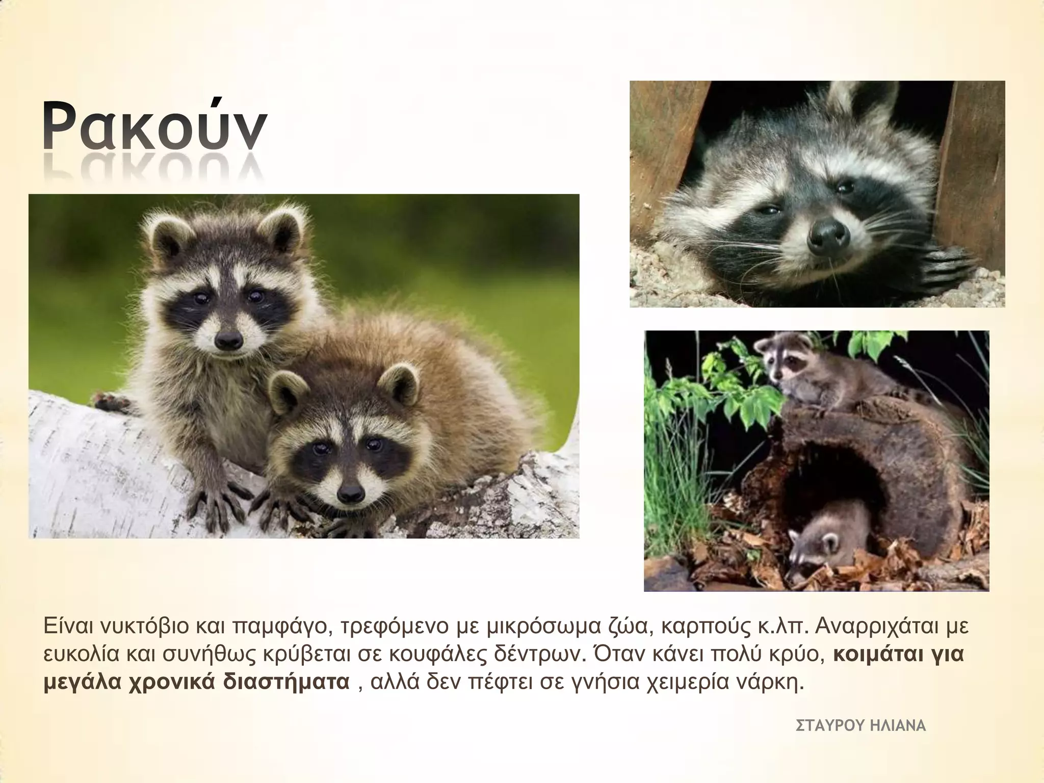 Είλαη λπθηόβην θαη πακθάγν, ηξεθόκελν κε κηθξόζσκα δώα, θαξπνύο θ.ιπ. Αλαξξηράηαη κε
επθνιία θαη ζπλήζσο θξύβεηαη ζε θνπθάιεο δέληξσλ. Όηαλ θάλεη πνιύ θξύν, θνηκάηαη γηα
κεγάια ρξνληθά δηαζηήκαηα , αιιά δελ πέθηεη ζε γλήζηα ρεηκεξία λάξθε.
ΣΤΑΥΡΟΥ ΗΛΙΑΝΑ

 