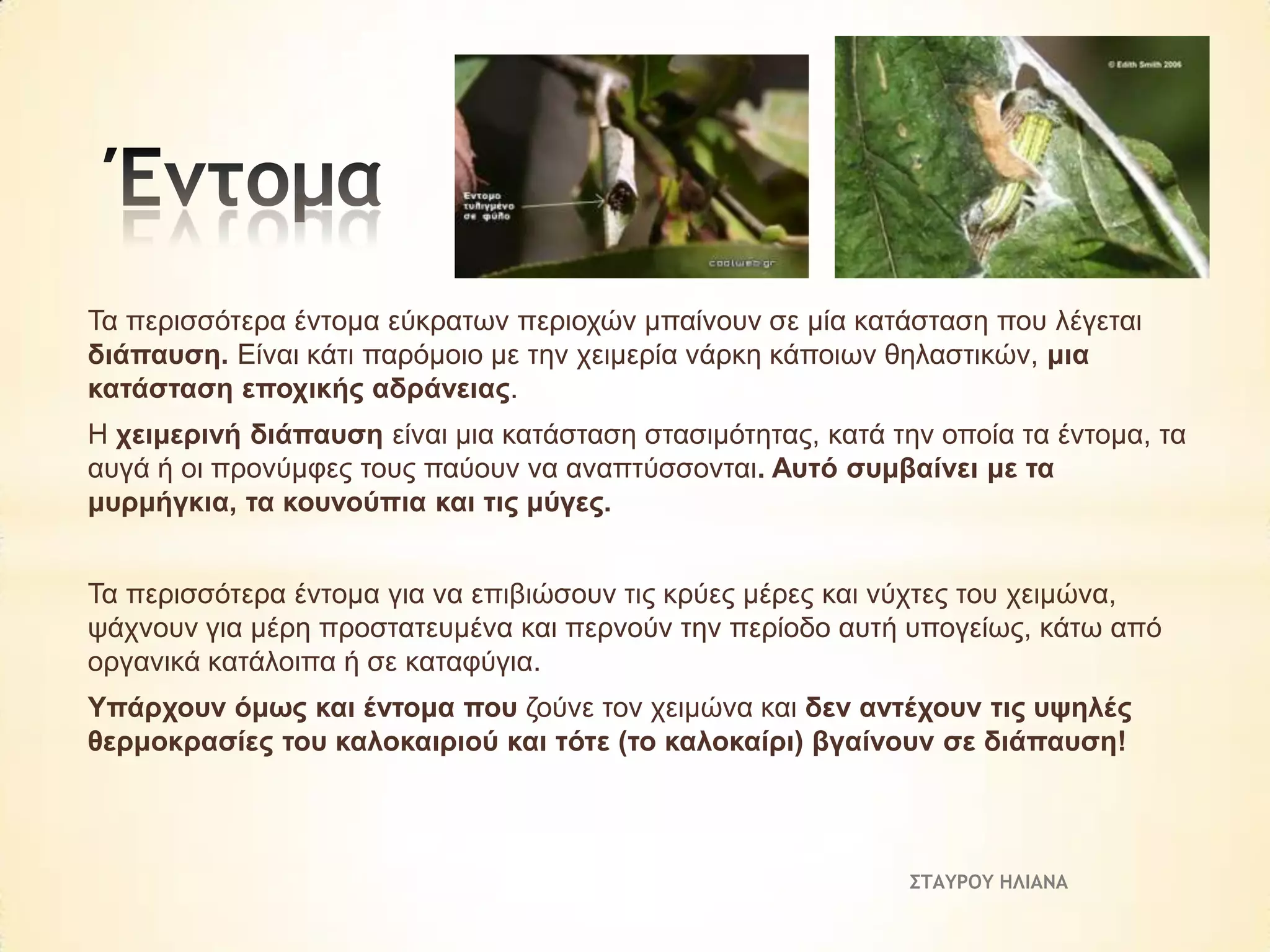 Τα πεξηζζόηεξα έληνκα εύθξαησλ πεξηνρώλ κπαίλνπλ ζε κία θαηάζηαζε πνπ ιέγεηαη
δηάπαπζε. Είλαη θάηη παξόκνην κε ηελ ρεηκεξία λάξθε θάπνησλ ζειαζηηθώλ, κηα
θαηάζηαζε επνρηθήο αδξάλεηαο.

Η ρεηκεξηλή δηάπαπζε είλαη κηα θαηάζηαζε ζηαζηκόηεηαο, θαηά ηελ νπνία ηα έληνκα, ηα
απγά ή νη πξνλύκθεο ηνπο παύνπλ λα αλαπηύζζνληαη. Απηό ζπκβαίλεη κε ηα
κπξκήγθηα, ηα θνπλνύπηα θαη ηηο κύγεο.
Τα πεξηζζόηεξα έληνκα γηα λα επηβηώζνπλ ηηο θξύεο κέξεο θαη λύρηεο ηνπ ρεηκώλα,
ςάρλνπλ γηα κέξε πξνζηαηεπκέλα θαη πεξλνύλ ηελ πεξίνδν απηή ππνγείσο, θάησ από
νξγαληθά θαηάινηπα ή ζε θαηαθύγηα.
Υπάξρνπλ όκσο θαη έληνκα πνπ δνύλε ηνλ ρεηκώλα θαη δελ αληέρνπλ ηηο πςειέο
ζεξκνθξαζίεο ηνπ θαινθαηξηνύ θαη ηόηε (ην θαινθαίξη) βγαίλνπλ ζε δηάπαπζε!

ΣΤΑΥΡΟΥ ΗΛΙΑΝΑ

 