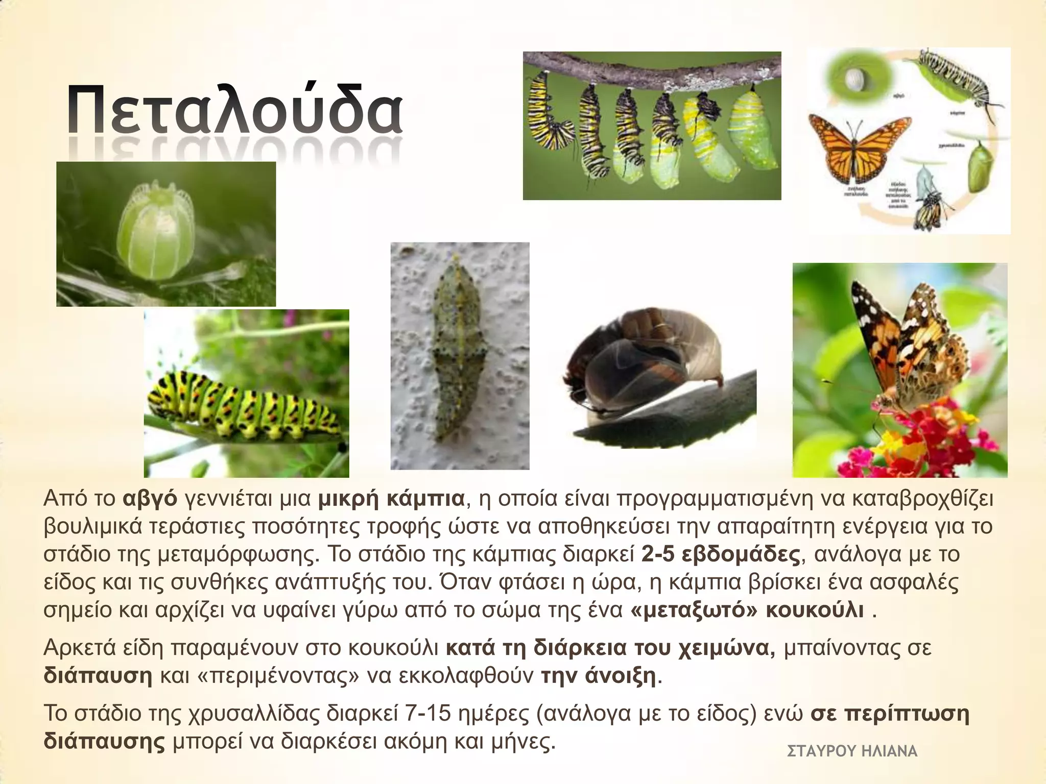 Από ην αβγό γελληέηαη κηα κηθξή θάκπηα, ε νπνία είλαη πξνγξακκαηηζκέλε λα θαηαβξνρζίδεη
βνπιηκηθά ηεξάζηηεο πνζόηεηεο ηξνθήο ώζηε λα απνζεθεύζεη ηελ απαξαίηεηε ελέξγεηα γηα ην
ζηάδην ηεο κεηακόξθσζεο. Τν ζηάδην ηεο θάκπηαο δηαξθεί 2-5 εβδνκάδεο, αλάινγα κε ην
είδνο θαη ηηο ζπλζήθεο αλάπηπμήο ηνπ. Όηαλ θηάζεη ε ώξα, ε θάκπηα βξίζθεη έλα αζθαιέο
ζεκείν θαη αξρίδεη λα πθαίλεη γύξσ από ην ζώκα ηεο έλα «κεηαμσηό» θνπθνύιη .

Αξθεηά είδε παξακέλνπλ ζην θνπθνύιη θαηά ηε δηάξθεηα ηνπ ρεηκώλα, κπαίλνληαο ζε
δηάπαπζε θαη «πεξηκέλνληαο» λα εθθνιαθζνύλ ηελ άλνημε.
Τν ζηάδην ηεο ρξπζαιιίδαο δηαξθεί 7-15 εκέξεο (αλάινγα κε ην είδνο) ελώ ζε πεξίπησζε
δηάπαπζεο κπνξεί λα δηαξθέζεη αθόκε θαη κήλεο.
ΣΤΑΥΡΟΥ ΗΛΙΑΝΑ

 
