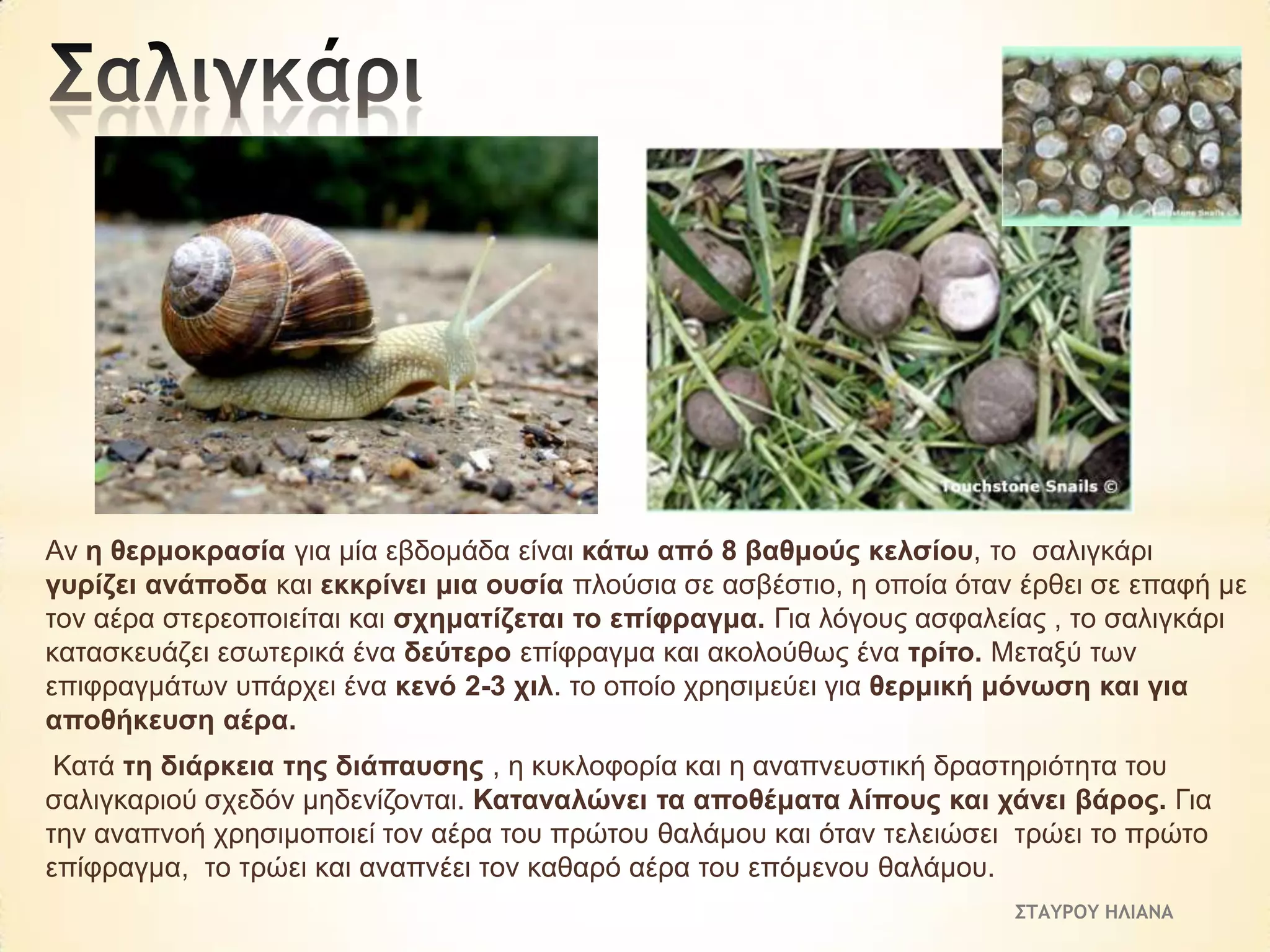 Αλ ε ζεξκνθξαζία γηα κία εβδνκάδα είλαη θάησ από 8 βαζκνύο θειζίνπ, ην ζαιηγθάξη
γπξίδεη αλάπνδα θαη εθθξίλεη κηα νπζία πινύζηα ζε αζβέζηην, ε νπνία όηαλ έξζεη ζε επαθή κε
ηνλ αέξα ζηεξενπνηείηαη θαη ζρεκαηίδεηαη ην επίθξαγκα. Γηα ιόγνπο αζθαιείαο , ην ζαιηγθάξη
θαηαζθεπάδεη εζσηεξηθά έλα δεύηεξν επίθξαγκα θαη αθνινύζσο έλα ηξίην. Μεηαμύ ησλ
επηθξαγκάησλ ππάξρεη έλα θελό 2-3 ρηι. ην νπνίν ρξεζηκεύεη γηα ζεξκηθή κόλσζε θαη γηα
απνζήθεπζε αέξα.
Καηά ηε δηάξθεηα ηεο δηάπαπζεο , ε θπθινθνξία θαη ε αλαπλεπζηηθή δξαζηεξηόηεηα ηνπ
ζαιηγθαξηνύ ζρεδόλ κεδελίδνληαη. Καηαλαιώλεη ηα απνζέκαηα ιίπνπο θαη ράλεη βάξνο. Γηα
ηελ αλαπλνή ρξεζηκνπνηεί ηνλ αέξα ηνπ πξώηνπ ζαιάκνπ θαη όηαλ ηειεηώζεη ηξώεη ην πξώην
επίθξαγκα, ην ηξώεη θαη αλαπλέεη ηνλ θαζαξό αέξα ηνπ επόκελνπ ζαιάκνπ.
ΣΤΑΥΡΟΥ ΗΛΙΑΝΑ

 