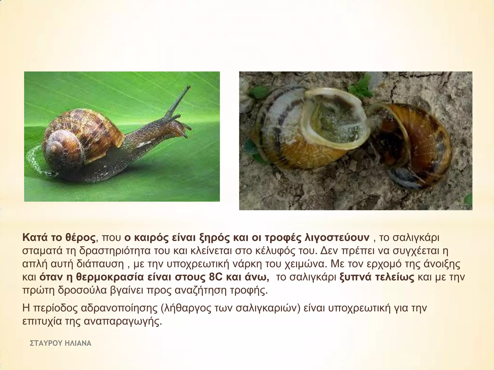 Καηά ην ζέξνο, πνπ ν θαηξόο είλαη μεξόο θαη νη ηξνθέο ιηγνζηεύνπλ , ην ζαιηγθάξη
ζηακαηά ηε δξαζηεξηόηεηα ηνπ θαη θιείλεηαη ζην θέιπθόο ηνπ. Δελ πξέπεη λα ζπγρέεηαη ε
απιή απηή δηάπαπζε , κε ηελ ππνρξεσηηθή λάξθε ηνπ ρεηκώλα. Με ηνλ εξρνκό ηεο άλνημεο
θαη όηαλ ε ζεξκνθξαζία είλαη ζηνπο 8C θαη άλσ, ην ζαιηγθάξη μππλά ηειείσο θαη κε ηελ
πξώηε δξνζνύια βγαίλεη πξνο αλαδήηεζε ηξνθήο.
Η πεξίνδνο αδξαλνπνίεζεο (ιήζαξγνο ησλ ζαιηγθαξηώλ) είλαη ππνρξεσηηθή γηα ηελ
επηηπρία ηεο αλαπαξαγσγήο.
ΣΤΑΥΡΟΥ ΗΛΙΑΝΑ

 