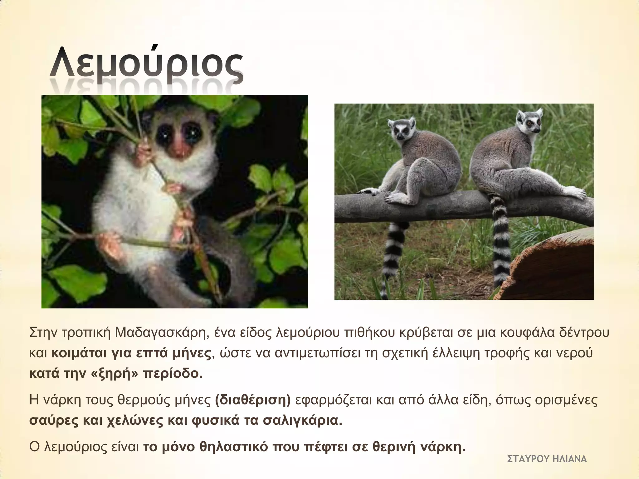 Σηελ ηξνπηθή Μαδαγαζθάξε, έλα είδνο ιεκνύξηνπ πηζήθνπ θξύβεηαη ζε κηα θνπθάια δέληξνπ
θαη θνηκάηαη γηα επηά κήλεο, ώζηε λα αληηκεησπίζεη ηε ζρεηηθή έιιεηςε ηξνθήο θαη λεξνύ
θαηά ηελ «μεξή» πεξίνδν.
Η λάξθε ηνπο ζεξκνύο κήλεο (δηαζέξηζε) εθαξκόδεηαη θαη από άιια είδε, όπσο νξηζκέλεο
ζαύξεο θαη ρειώλεο θαη θπζηθά ηα ζαιηγθάξηα.
Ο ιεκνύξηνο είλαη ην κόλν ζειαζηηθό πνπ πέθηεη ζε ζεξηλή λάξθε.

ΣΤΑΥΡΟΥ ΗΛΙΑΝΑ

 