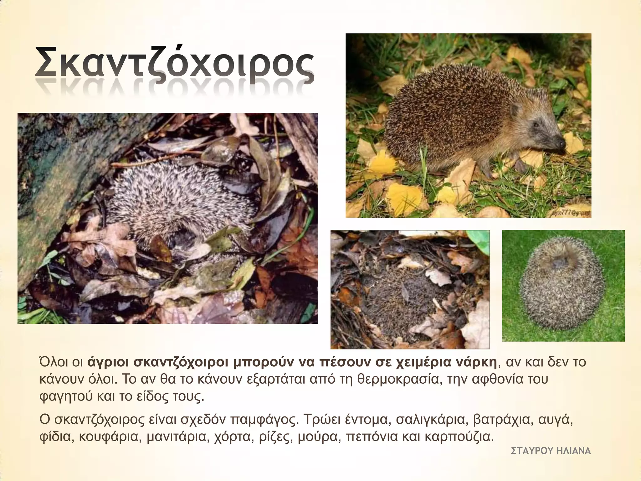 Όινη νη άγξηνη ζθαληδόρνηξνη κπνξνύλ λα πέζνπλ ζε ρεηκέξηα λάξθε, αλ θαη δελ ην
θάλνπλ όινη. Τν αλ ζα ην θάλνπλ εμαξηάηαη από ηε ζεξκνθξαζία, ηελ αθζνλία ηνπ
θαγεηνύ θαη ην είδνο ηνπο.
Ο ζθαληδόρνηξνο είλαη ζρεδόλ πακθάγνο. Τξώεη έληνκα, ζαιηγθάξηα, βαηξάρηα, απγά,
θίδηα, θνπθάξηα, καληηάξηα, ρόξηα, ξίδεο, κνύξα, πεπόληα θαη θαξπνύδηα.
ΣΤΑΥΡΟΥ ΗΛΙΑΝΑ

 