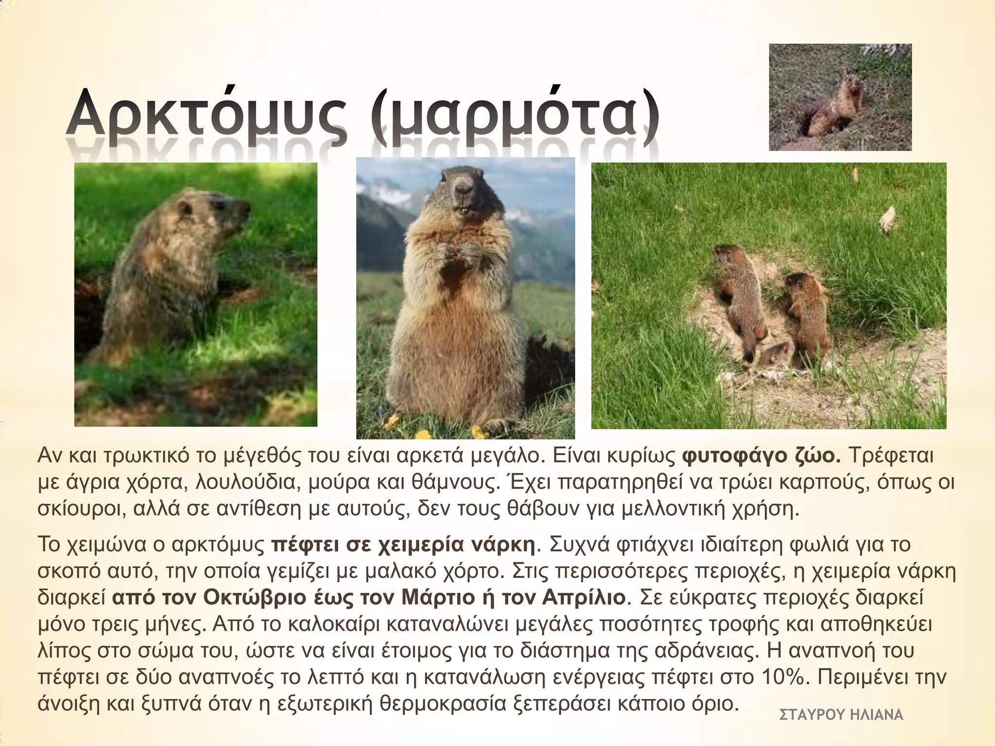 Αλ θαη ηξσθηηθό ην κέγεζόο ηνπ είλαη αξθεηά κεγάιν. Είλαη θπξίσο θπηνθάγν δών. Τξέθεηαη
κε άγξηα ρόξηα, ινπινύδηα, κνύξα θαη ζάκλνπο. Έρεη παξαηεξεζεί λα ηξώεη θαξπνύο, όπσο νη
ζθίνπξνη, αιιά ζε αληίζεζε κε απηνύο, δελ ηνπο ζάβνπλ γηα κειινληηθή ρξήζε.
Τν ρεηκώλα ν αξθηόκπο πέθηεη ζε ρεηκεξία λάξθε. Σπρλά θηηάρλεη ηδηαίηεξε θσιηά γηα ην
ζθνπό απηό, ηελ νπνία γεκίδεη κε καιαθό ρόξην. Σηηο πεξηζζόηεξεο πεξηνρέο, ε ρεηκεξία λάξθε
δηαξθεί από ηνλ Οθηώβξην έσο ηνλ Μάξηην ή ηνλ Απξίιην. Σε εύθξαηεο πεξηνρέο δηαξθεί
κόλν ηξεηο κήλεο. Από ην θαινθαίξη θαηαλαιώλεη κεγάιεο πνζόηεηεο ηξνθήο θαη απνζεθεύεη
ιίπνο ζην ζώκα ηνπ, ώζηε λα είλαη έηνηκνο γηα ην δηάζηεκα ηεο αδξάλεηαο. Η αλαπλνή ηνπ
πέθηεη ζε δύν αλαπλνέο ην ιεπηό θαη ε θαηαλάισζε ελέξγεηαο πέθηεη ζην 10%. Πεξηκέλεη ηελ
άλνημε θαη μππλά όηαλ ε εμσηεξηθή ζεξκνθξαζία μεπεξάζεη θάπνην όξην.
ΣΤΑΥΡΟΥ ΗΛΙΑΝΑ

 
