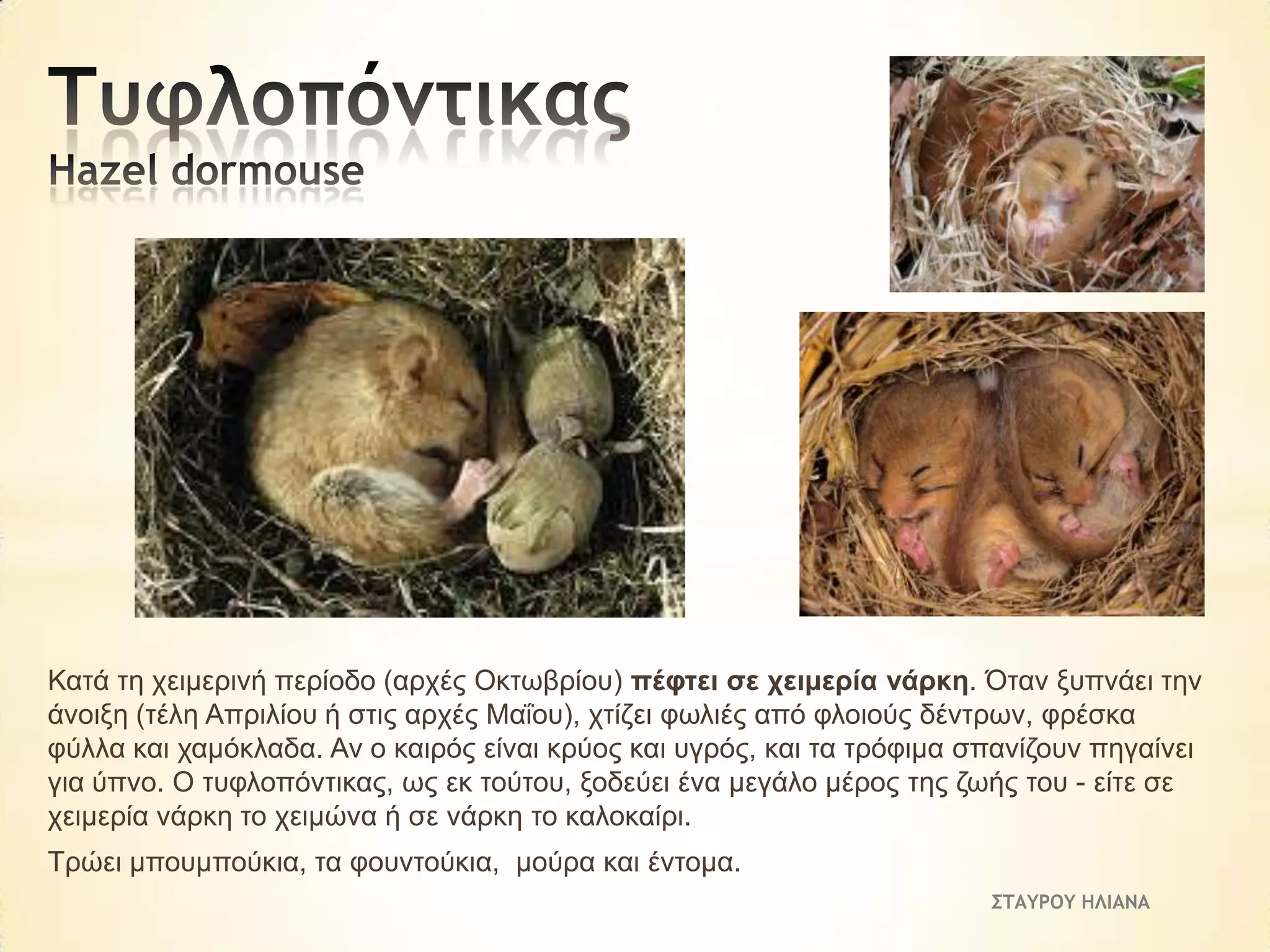 Καηά ηε ρεηκεξηλή πεξίνδν (αξρέο Οθησβξίνπ) πέθηεη ζε ρεηκεξία λάξθε. Όηαλ μππλάεη ηελ
άλνημε (ηέιε Απξηιίνπ ή ζηηο αξρέο Μαΐνπ), ρηίδεη θσιηέο από θινηνύο δέληξσλ, θξέζθα
θύιια θαη ρακόθιαδα. Αλ ν θαηξόο είλαη θξύνο θαη πγξόο, θαη ηα ηξόθηκα ζπαλίδνπλ πεγαίλεη
γηα ύπλν. Ο ηπθινπόληηθαο, σο εθ ηνύηνπ, μνδεύεη έλα κεγάιν κέξνο ηεο δσήο ηνπ - είηε ζε
ρεηκεξία λάξθε ην ρεηκώλα ή ζε λάξθε ην θαινθαίξη.
Τξώεη κπνπκπνύθηα, ηα θνπληνύθηα, κνύξα θαη έληνκα.
ΣΤΑΥΡΟΥ ΗΛΙΑΝΑ

 