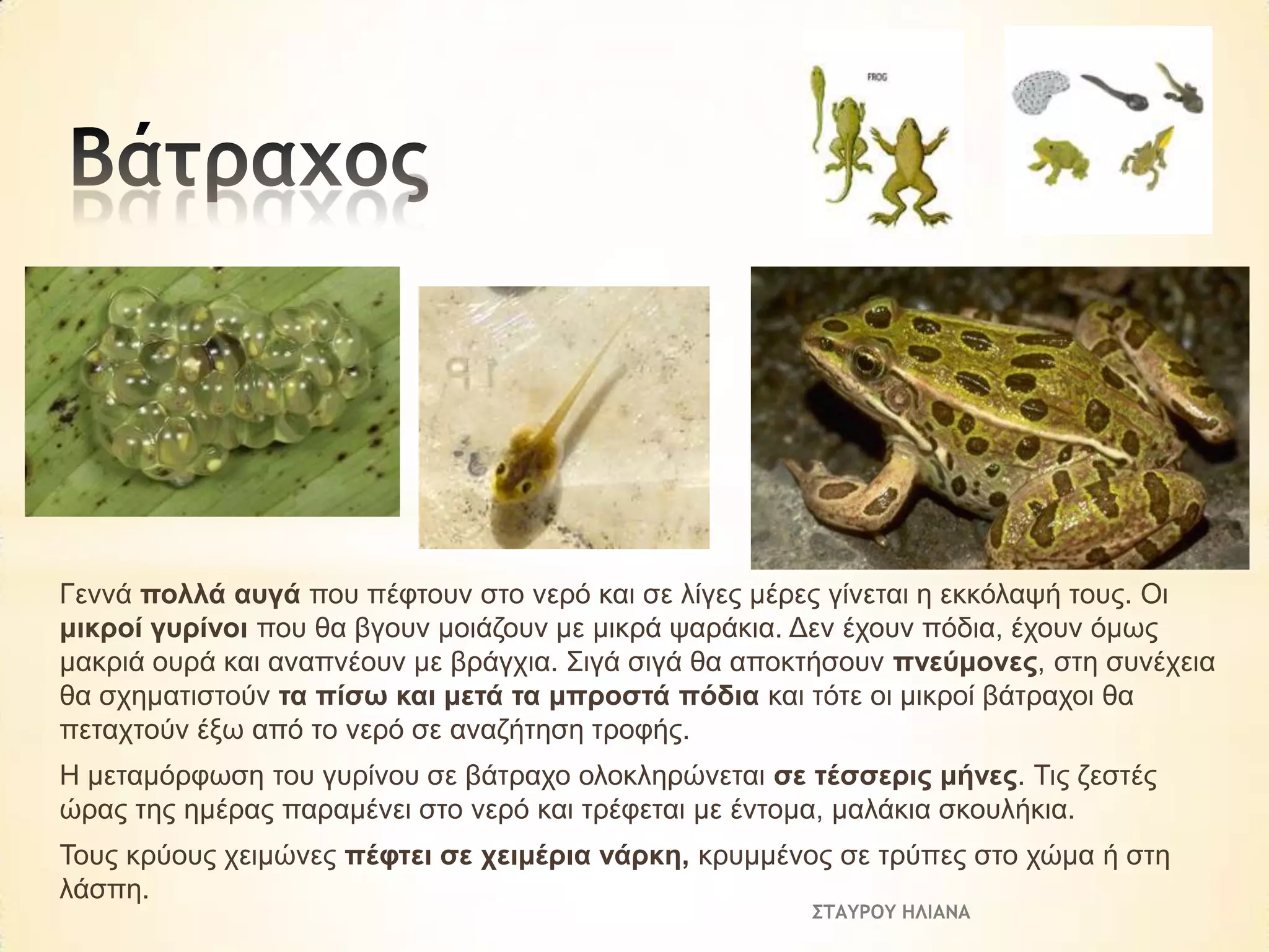 Γελλά πνιιά απγά πνπ πέθηνπλ ζην λεξό θαη ζε ιίγεο κέξεο γίλεηαη ε εθθόιαςή ηνπο. Οη
κηθξνί γπξίλνη πνπ ζα βγνπλ κνηάδνπλ κε κηθξά ςαξάθηα. Δελ έρνπλ πόδηα, έρνπλ όκσο
καθξηά νπξά θαη αλαπλένπλ κε βξάγρηα. Σηγά ζηγά ζα απνθηήζνπλ πλεύκνλεο, ζηε ζπλέρεηα
ζα ζρεκαηηζηνύλ ηα πίζσ θαη κεηά ηα κπξνζηά πόδηα θαη ηόηε νη κηθξνί βάηξαρνη ζα
πεηαρηνύλ έμσ από ην λεξό ζε αλαδήηεζε ηξνθήο.
Η κεηακόξθσζε ηνπ γπξίλνπ ζε βάηξαρν νινθιεξώλεηαη ζε ηέζζεξηο κήλεο. Τηο δεζηέο
ώξαο ηεο εκέξαο παξακέλεη ζην λεξό θαη ηξέθεηαη κε έληνκα, καιάθηα ζθνπιήθηα.
Τνπο θξύνπο ρεηκώλεο πέθηεη ζε ρεηκέξηα λάξθε, θξπκκέλνο ζε ηξύπεο ζην ρώκα ή ζηε
ιάζπε.
ΣΤΑΥΡΟΥ ΗΛΙΑΝΑ

 