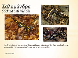 Καηά ηε δηάξθεηα ηνπ ρεηκώλα, δηαρεηκάδνπλ ππόγεηα, θαη δελ βγαίλνπλ μαλά κέρξη
ηελ πεξίνδν ηεο αλαπαξαγσγήο ζηηο αξρέο Μαξηίνπ-Μαΐνπ.

ΣΤΑΥΡΟΥ ΗΛΙΑΝΑ

 