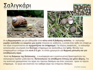 Αλ ε ζεξκνθξαζία γηα κία εβδνκάδα είλαη θάησ από 8 βαζκνύο θειζίνπ, ην ζαιηγθάξη
γπξίδεη αλάπνδα θαη εθθξίλεη κηα νπζία πινύζηα ζε αζβέζηην, ε νπνία όηαλ έξζεη ζε επαθή κε
ηνλ αέξα ζηεξενπνηείηαη θαη ζρεκαηίδεηαη ην επίθξαγκα. Γηα ιόγνπο αζθαιείαο , ην ζαιηγθάξη
θαηαζθεπάδεη εζσηεξηθά έλα δεύηεξν επίθξαγκα θαη αθνινύζσο έλα ηξίην. Μεηαμύ ησλ
επηθξαγκάησλ ππάξρεη έλα θελό 2-3 ρηι. ην νπνίν ρξεζηκεύεη γηα ζεξκηθή κόλσζε θαη γηα
απνζήθεπζε αέξα.
Καηά ηε δηάξθεηα ηεο δηάπαπζεο , ε θπθινθνξία θαη ε αλαπλεπζηηθή δξαζηεξηόηεηα ηνπ
ζαιηγθαξηνύ ζρεδόλ κεδελίδνληαη. Καηαλαιώλεη ηα απνζέκαηα ιίπνπο θαη ράλεη βάξνο. Γηα
ηελ αλαπλνή ρξεζηκνπνηεί ηνλ αέξα ηνπ πξώηνπ ζαιάκνπ θαη όηαλ ηειεηώζεη ηξώεη ην πξώην
επίθξαγκα, ην ηξώεη θαη αλαπλέεη ηνλ θαζαξό αέξα ηνπ επόκελνπ ζαιάκνπ.
ΣΤΑΥΡΟΥ ΗΛΙΑΝΑ

 