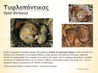 Καηά ηε ρεηκεξηλή πεξίνδν (αξρέο Οθησβξίνπ) πέθηεη ζε ρεηκεξία λάξθε. Όηαλ μππλάεη ηελ
άλνημε (ηέιε Απξηιίνπ ή ζηηο αξρέο Μαΐνπ), ρηίδεη θσιηέο από θινηνύο δέληξσλ, θξέζθα
θύιια θαη ρακόθιαδα. Αλ ν θαηξόο είλαη θξύνο θαη πγξόο, θαη ηα ηξόθηκα ζπαλίδνπλ πεγαίλεη
γηα ύπλν. Ο ηπθινπόληηθαο, σο εθ ηνύηνπ, μνδεύεη έλα κεγάιν κέξνο ηεο δσήο ηνπ - είηε ζε
ρεηκεξία λάξθε ην ρεηκώλα ή ζε λάξθε ην θαινθαίξη.
Τξώεη κπνπκπνύθηα, ηα θνπληνύθηα, κνύξα θαη έληνκα.
ΣΤΑΥΡΟΥ ΗΛΙΑΝΑ

 