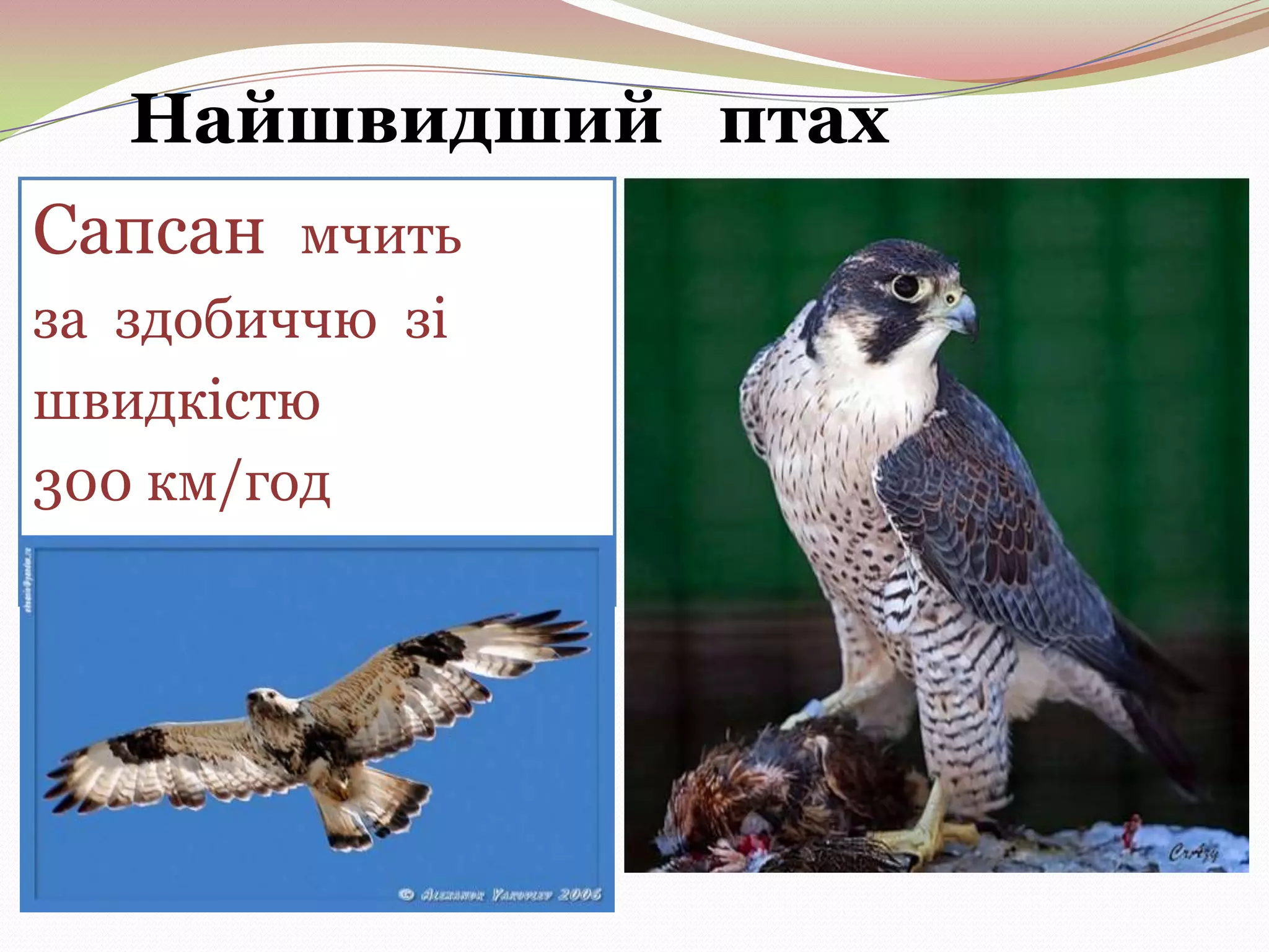 Найшвидший птах
Сапсан мчить
за здобиччю зі
швидкістю
300 км/год

 