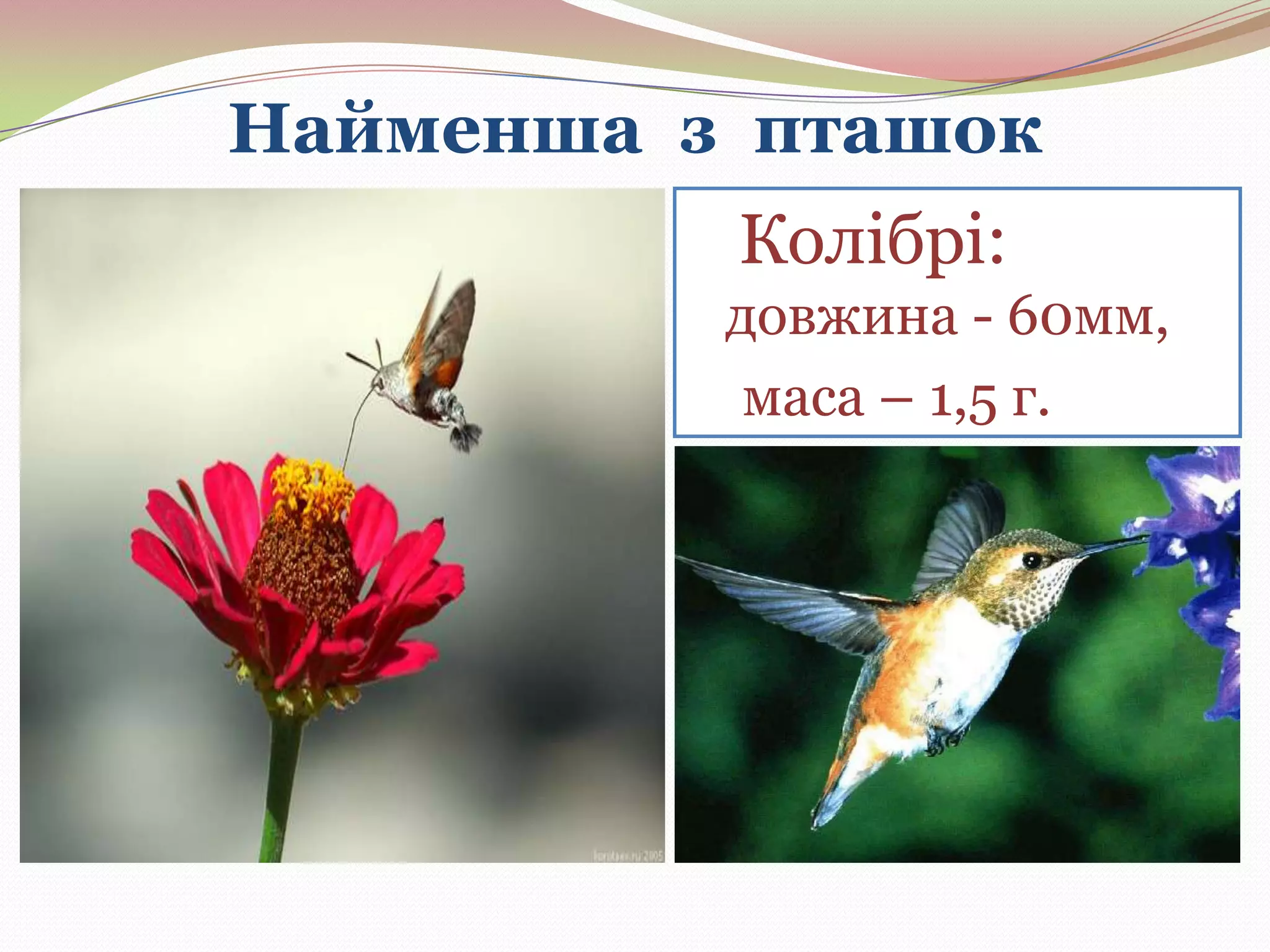 Найменша з пташок
Колібрі:
довжина - 60мм,
маса – 1,5 г.

 