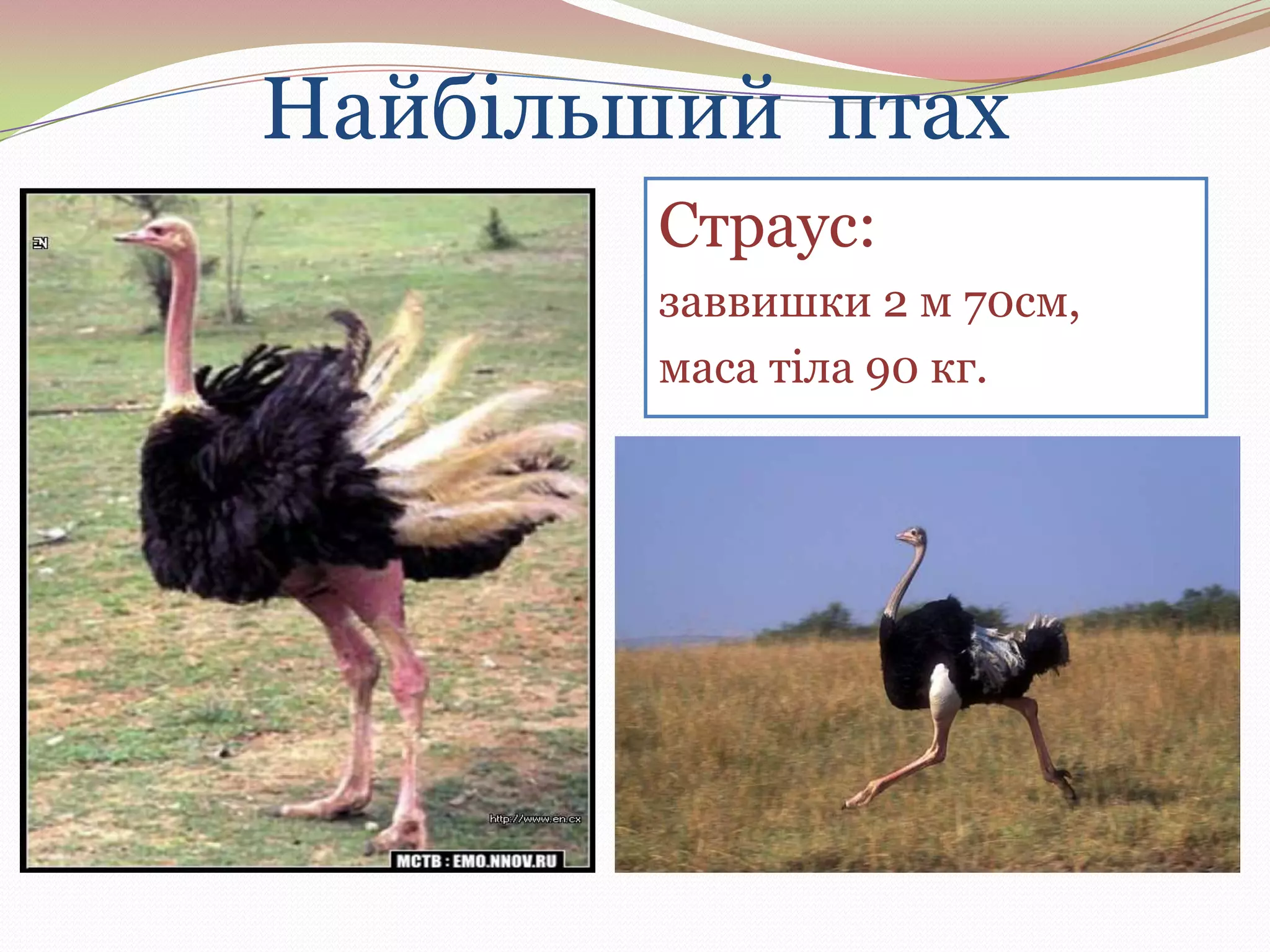 Найбільший птах
Страус:
заввишки 2 м 70см,
маса тіла 90 кг.

 