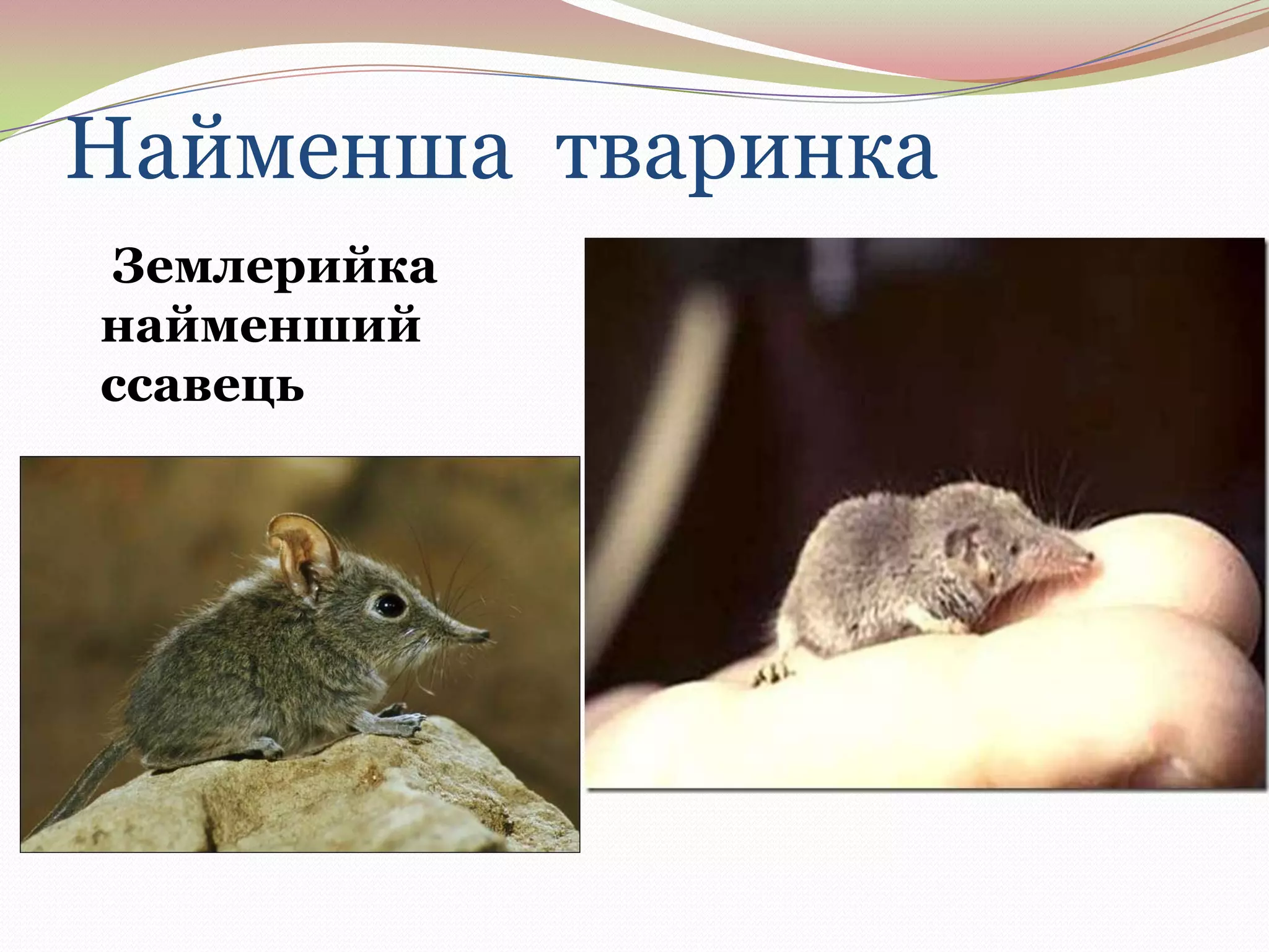 Найменша тваринка
Землерийка
найменший
ссавець

 