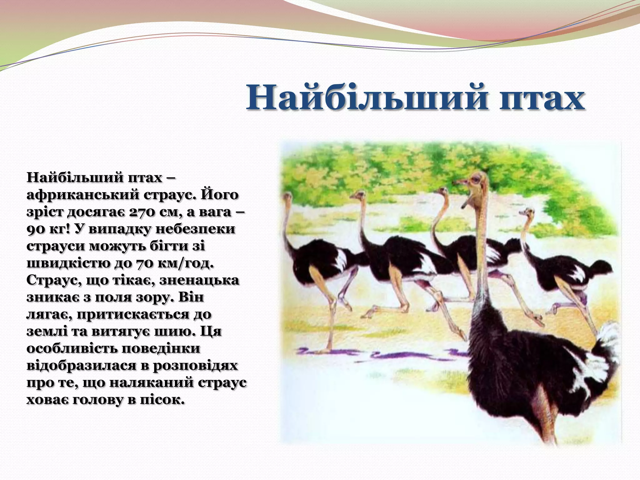 Найбільший птах
Найбільший птах –
африканський страус. Його
зріст досягає 270 см, а вага –
90 кг! У випадку небезпеки
страуси можуть бігти зі
швидкістю до 70 км/год.
Страус, що тікає, зненацька
зникає з поля зору. Він
лягає, притискається до
землі та витягує шию. Ця
особливість поведінки
відобразилася в розповідях
про те, що наляканий страус
ховає голову в пісок.

 