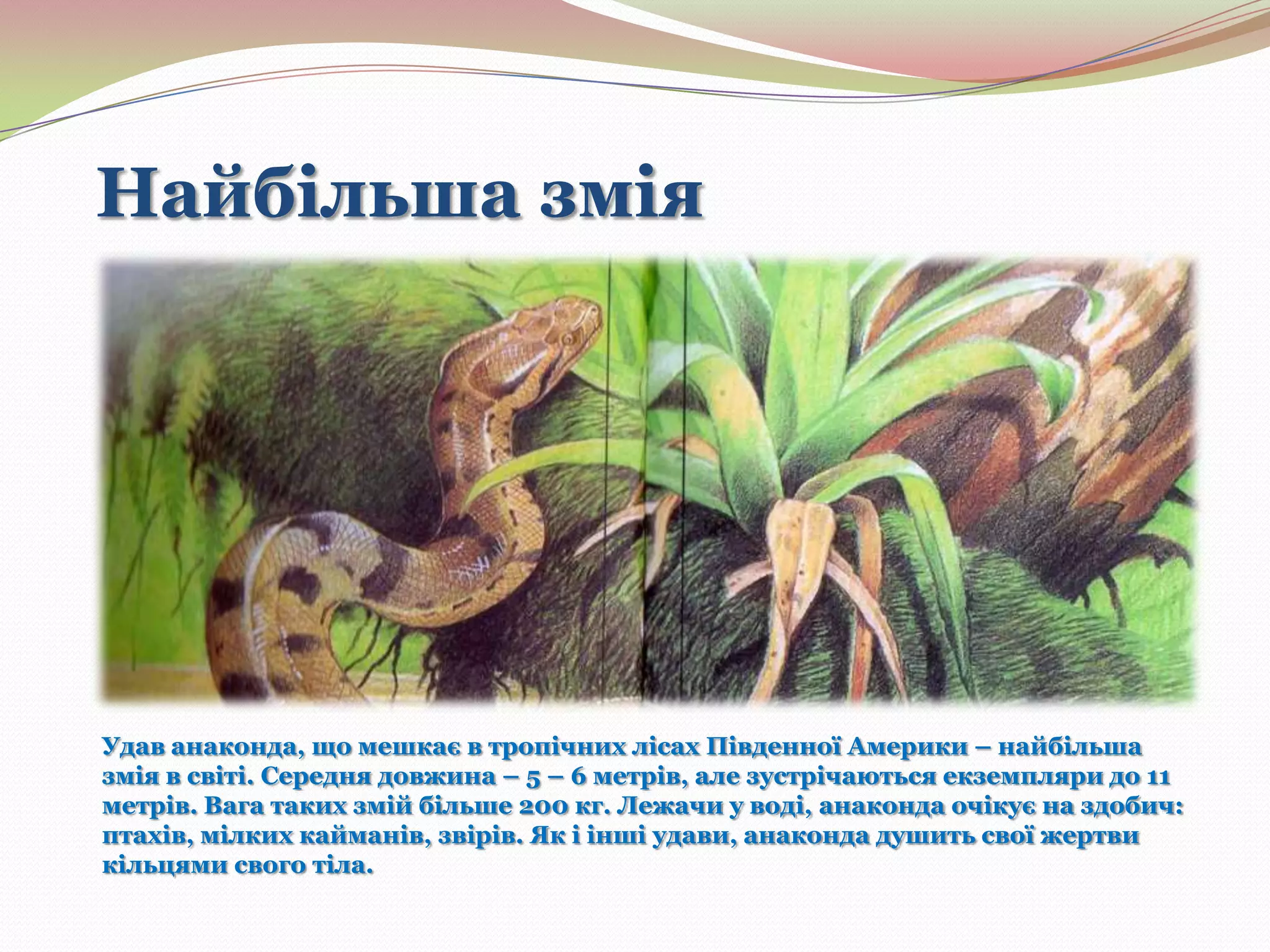 Найбільша змія

Удав анаконда, що мешкає в тропічних лісах Південної Америки – найбільша
змія в світі. Середня довжина – 5 – 6 метрів, але зустрічаються екземпляри до 11
метрів. Вага таких змій більше 200 кг. Лежачи у воді, анаконда очікує на здобич:
птахів, мілких кайманів, звірів. Як і інші удави, анаконда душить свої жертви
кільцями свого тіла.

 