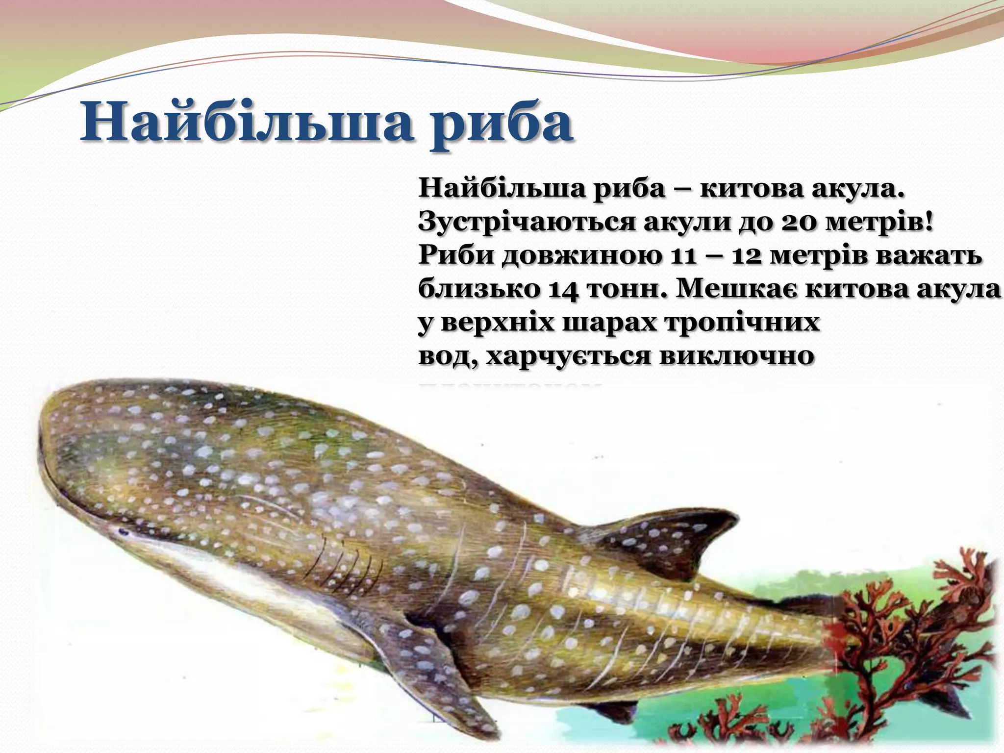 Найбільша риба
Найбільша риба – китова акула.
Зустрічаються акули до 20 метрів!
Риби довжиною 11 – 12 метрів важать
близько 14 тонн. Мешкає китова акула
у верхніх шарах тропічних
вод, харчується виключно
планктоном.

 
