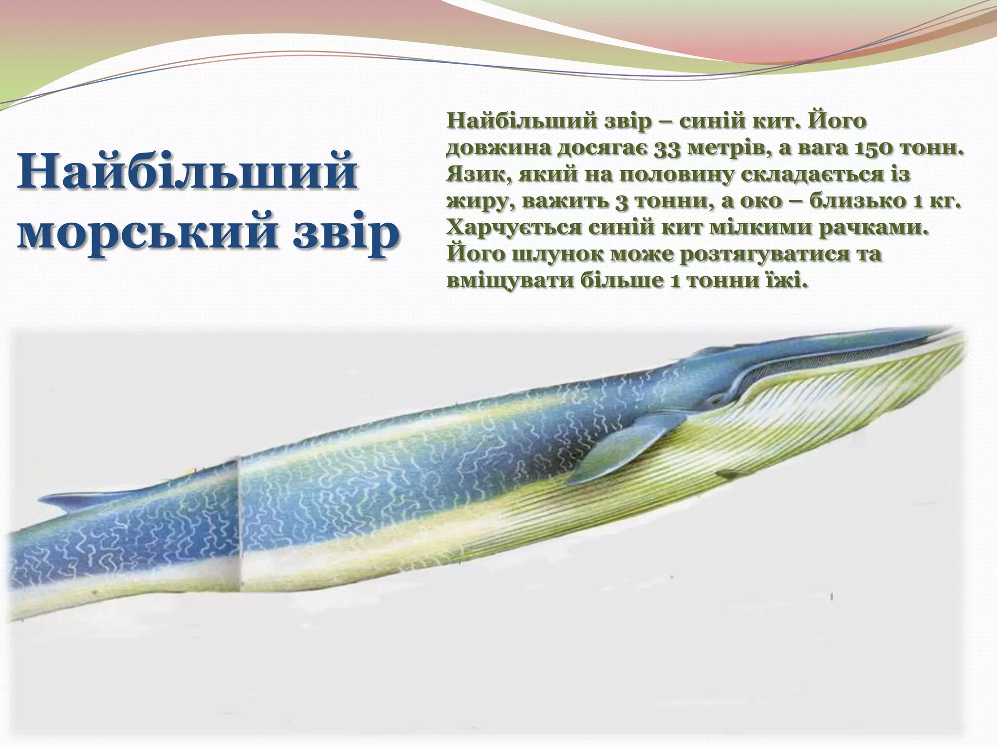 Найбільший
морський звір

Найбільший звір – синій кит. Його
довжина досягає 33 метрів, а вага 150 тонн.
Язик, який на половину складається із
жиру, важить 3 тонни, а око – близько 1 кг.
Харчується синій кит мілкими рачками.
Його шлунок може розтягуватися та
вміщувати більше 1 тонни їжі.

 