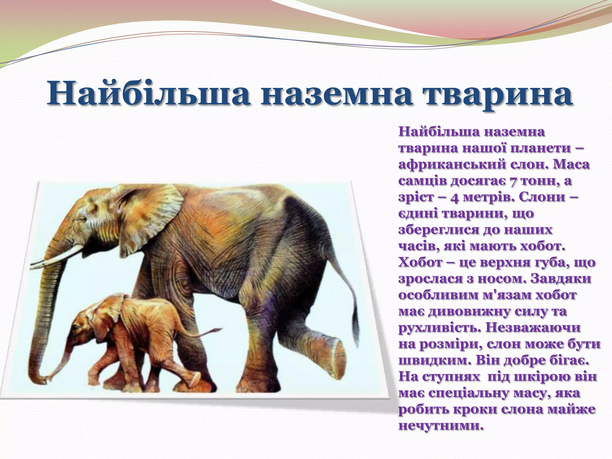 Найбільша наземна тварина
Найбільша наземна
тварина нашої планети –
африканський слон. Маса
самців досягає 7 тонн, а
зріст – 4 метрів. Слони –
єдині тварини, що
збереглися до наших
часів, які мають хобот.
Хобот – це верхня губа, що
зрослася з носом. Завдяки
особливим м'язам хобот
має дивовижну силу та
рухливість. Незважаючи
на розміри, слон може бути
швидким. Він добре бігає.
На ступнях під шкірою він
має спеціальну масу, яка
робить кроки слона майже
нечутними.

 